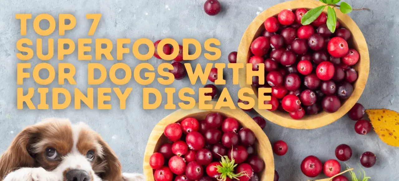 A cute dog peeks out next to bowls of cranberries, hinting at a kidney diet for dogs and top superfoods.