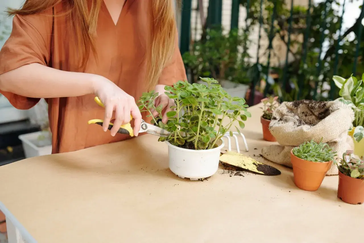 Une personne utilise des ciseaux pour tailler une plante d'intérieur, une étape clé pour savoir comment faire revivre une plante d'intérieur.