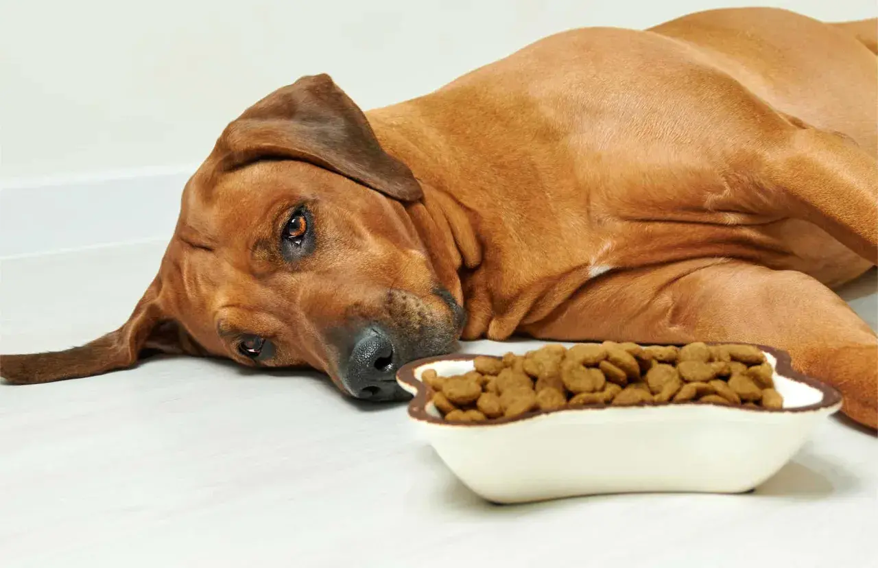 A sad, brown dog lies next to a full bowl of kibble, making you wonder, "why is my dog not eating?
