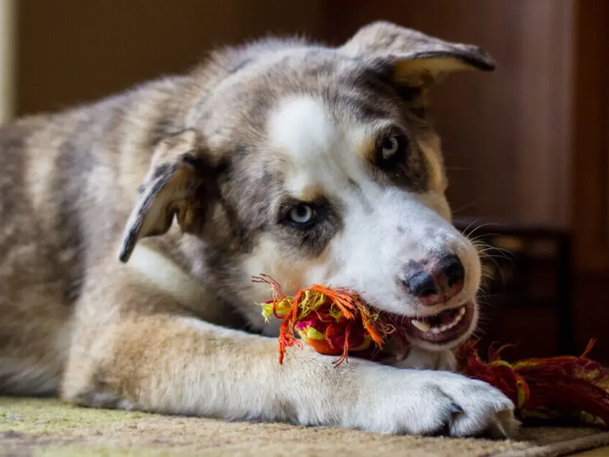 Ein Boxer Australian Shepherd Mix mit blauen Augen spielt mit einem bunten Seilspielzeug.