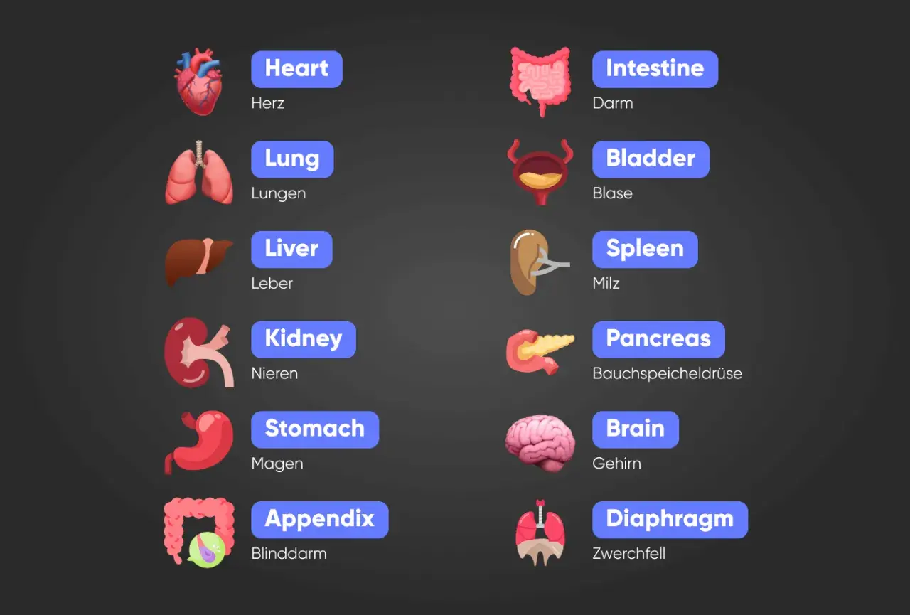 Illustrationen von Körperteilen: Herz, Lunge, Leber, Niere, Magen, Appendix, Darm, Blase, Milz, Bauchspeicheldrüse, Gehirn, Zwerchfell. English body parts.