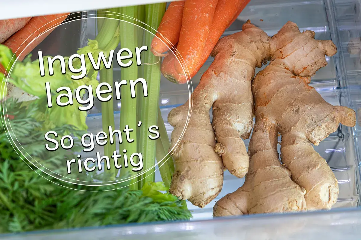 Frischen Ingwer lagern: So geht's richtig. Neben Karotten und Sellerie liegen mehrere Ingwerknollen im Kühlschrank.