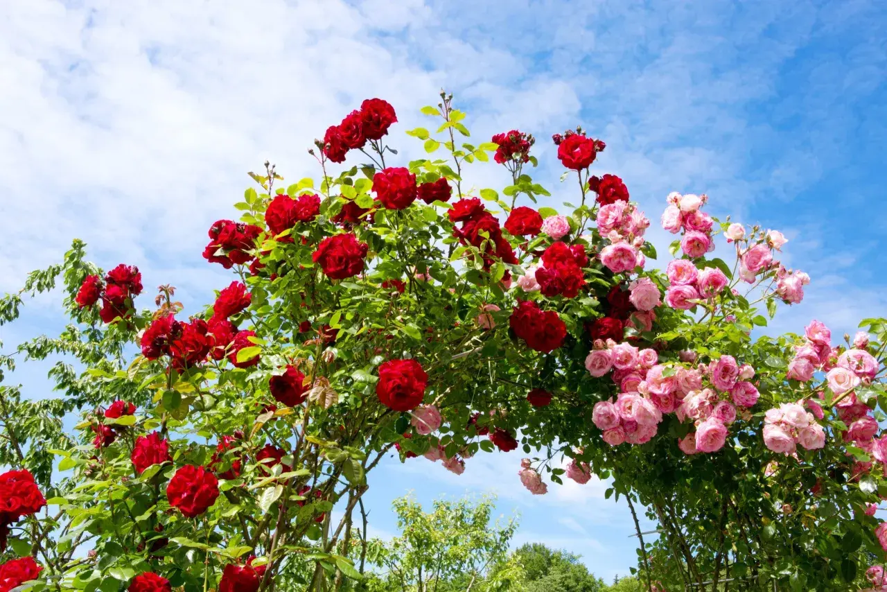En båge av röda och rosa rosor, tåliga rosor zon 5, mot en blå himmel med moln.