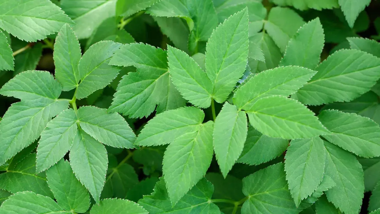 Gröna, tandade blad som breder ut sig. En påminnelse om att det är dags att ta itu med hur blir man av med kirskål i trädgården.