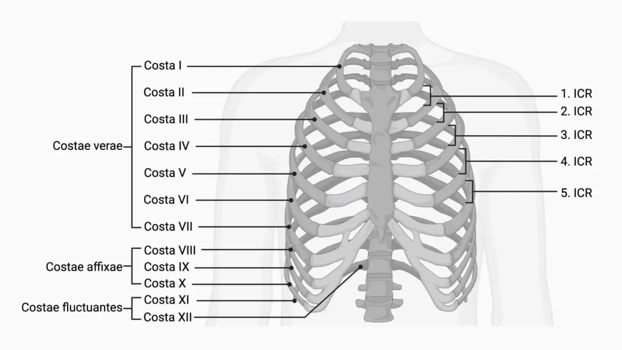 Schematische Darstellung der Anatomie des Brustkorbs mit Beschriftungen für Rippen (Costae) und Zwischenrippenräume (ICR).