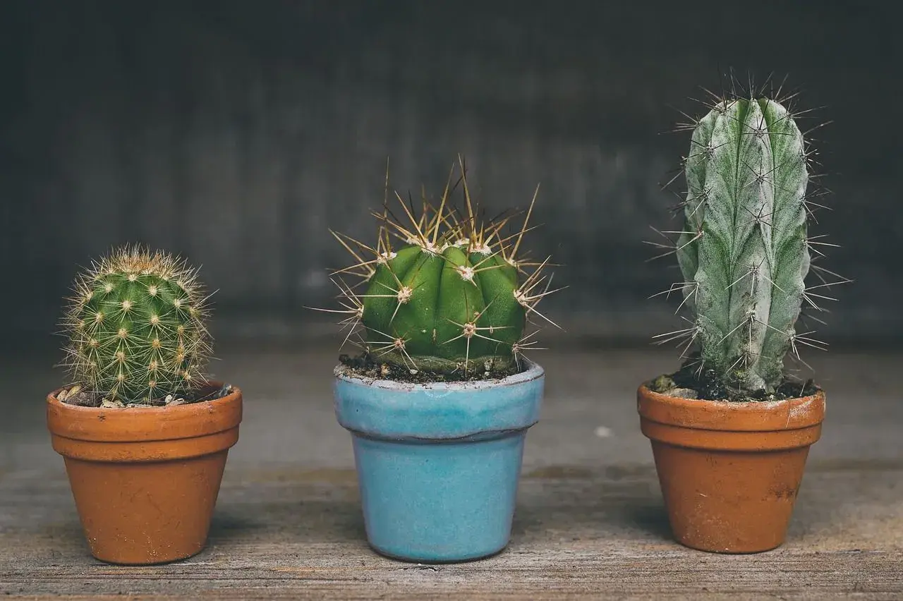 Tres cactus en macetas, uno azul y dos de terracota. ¿Cada cuanto se riega un cactus? Poco, ¡son resistentes!