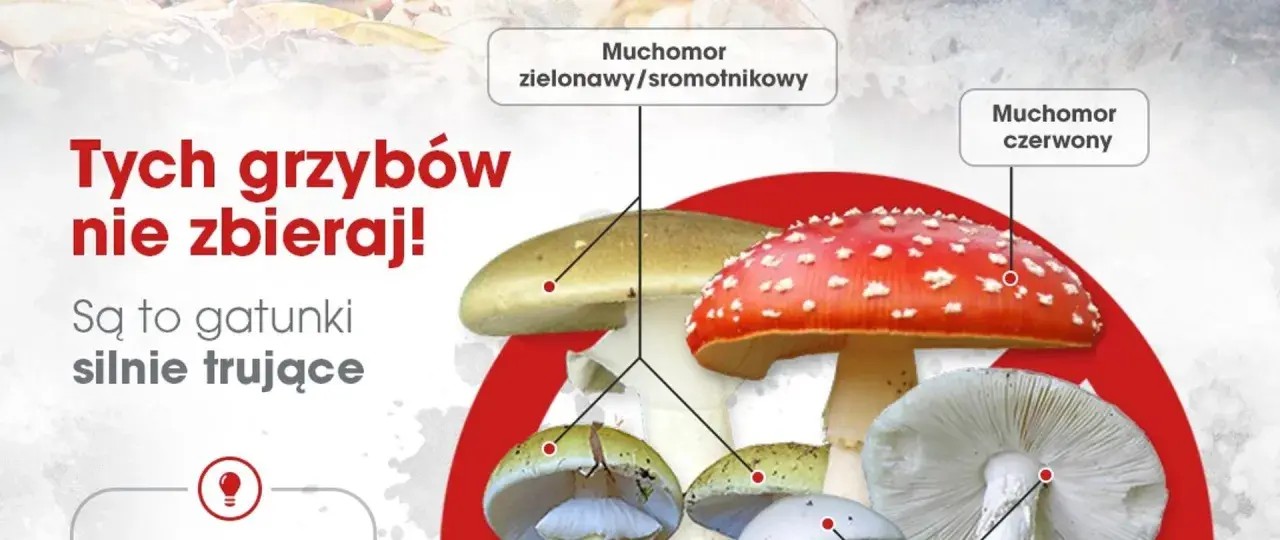 Zatrucie grzybami: objawy i pierwsza pomoc, gdy liczy się każda minuta