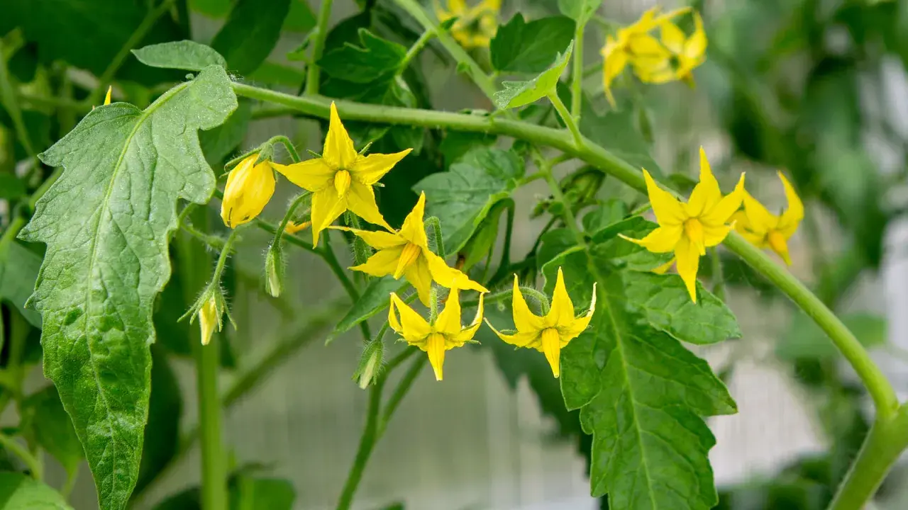 Des fleurs de tomate jaunes éclosent sur une tige verte. Si vous vous demandez pourquoi mes tomates ne fleurissent pas, regardez la lumière et l'eau.