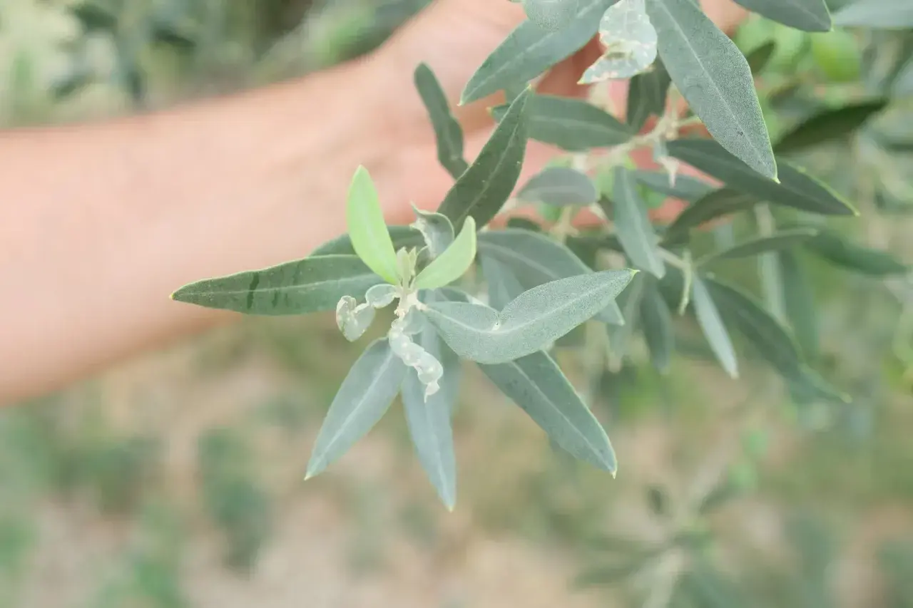 Ramo d'ulivo con foglie colpite dal tripide dell'olivo. Una mano sfocata sullo sfondo.