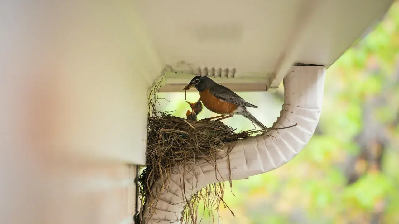 Ein Rotkehlchen füttert seine Jungen im Nest unter einer Dachrinne.