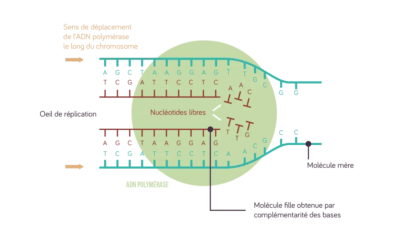 Schéma de la réplication de l'ADN : l'ADN polymérase crée une nouvelle molécule fille en assemblant des nucléotides libres, suivant le brin mère.