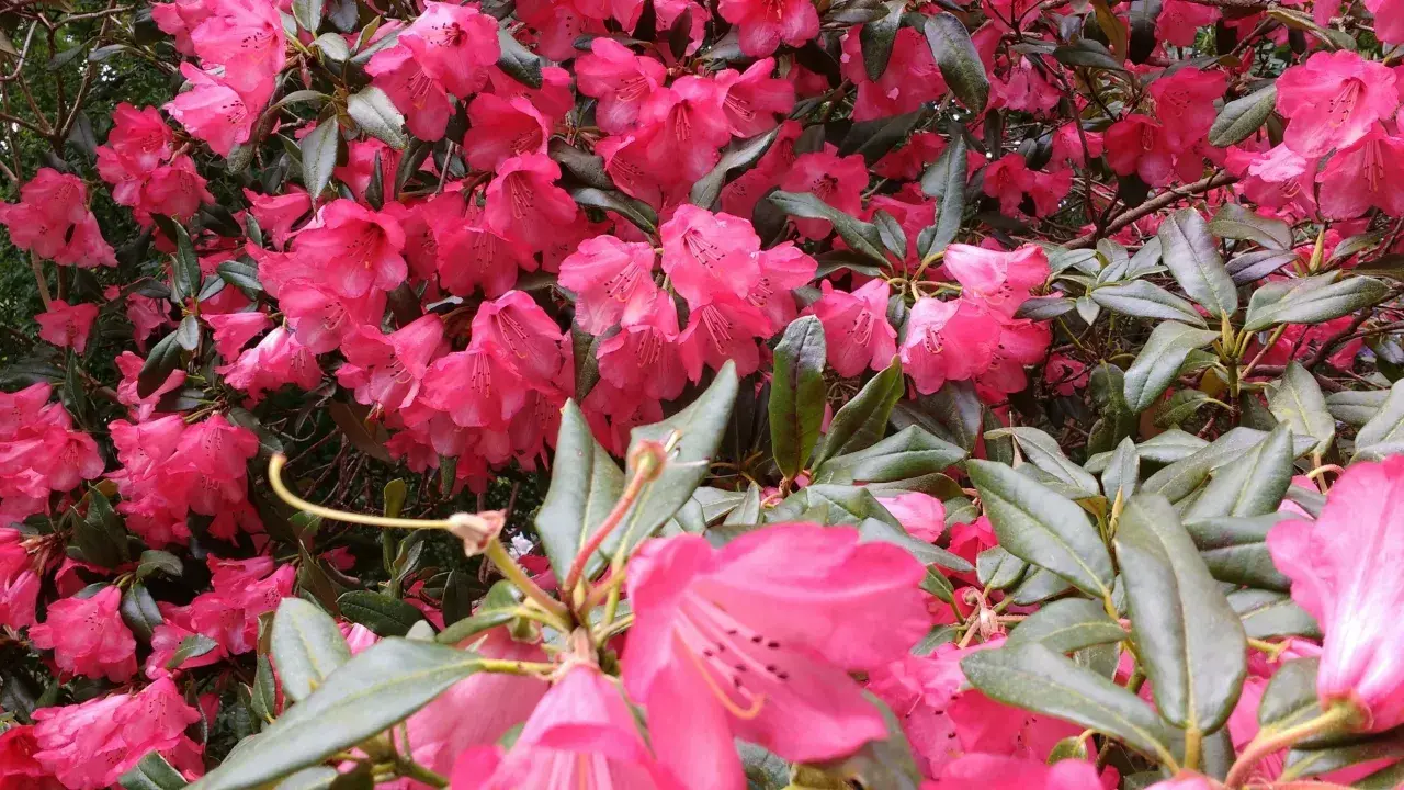 Krzew rododendronu w pełnym rozkwicie, z mnóstwem intensywnie różowych kwiatów. Dowiedz się, jak zaszczepić rododendrona, by cieszyć się jego pięknem.