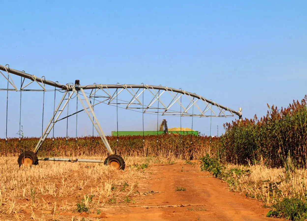 Champ de sorgho sucrier en récolte, avec une moissonneuse-batteuse et un système d'irrigation en premier plan.