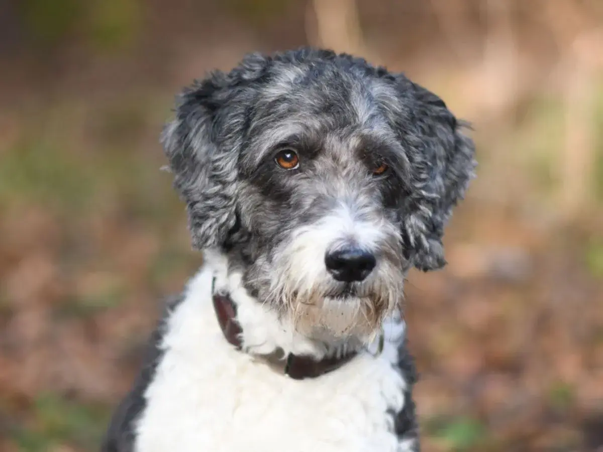 Ein neugieriger Goldendoodle Australian Shepherd Mix mit grau-weißer Lockenpracht und bernsteinfarbenen Augen blickt in die Kamera.