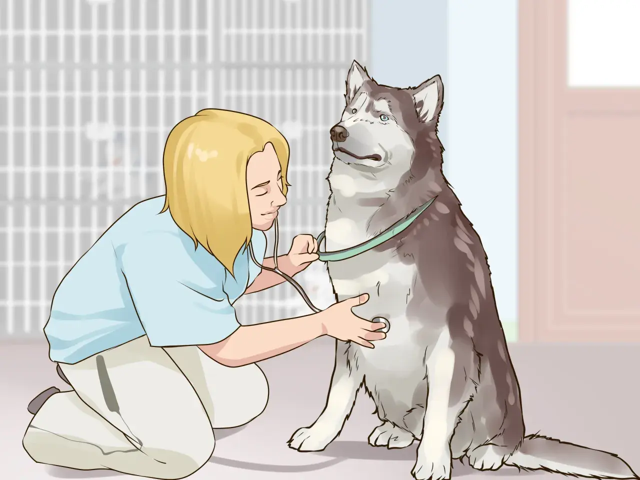Veterinario examina a un husky con un estetoscopio, mostrando cómo ganarse la confianza de un perro con paciencia y cuidado.