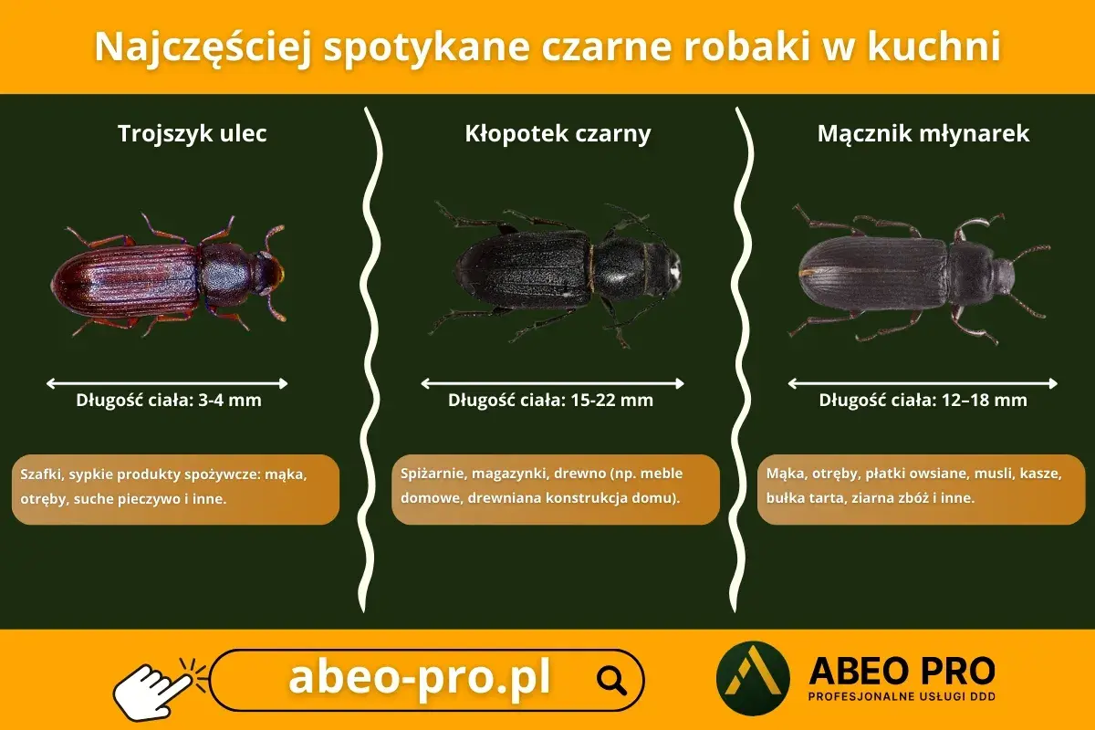 Trzy rodzaje małych czarnych robaków podobnych do pluskiew: trojszyk ulec, kłopotek czarny i mącznik młynarek, z opisami ich wielkości i miejsc występowania.