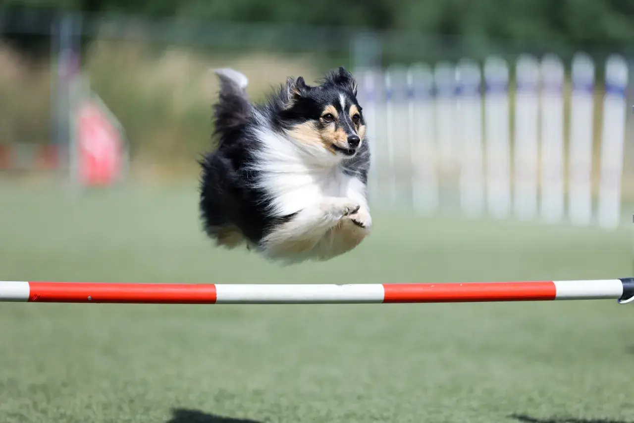 Shetland sheepdog w locie pokonuje przeszkodę podczas zawodów psie sporty.
