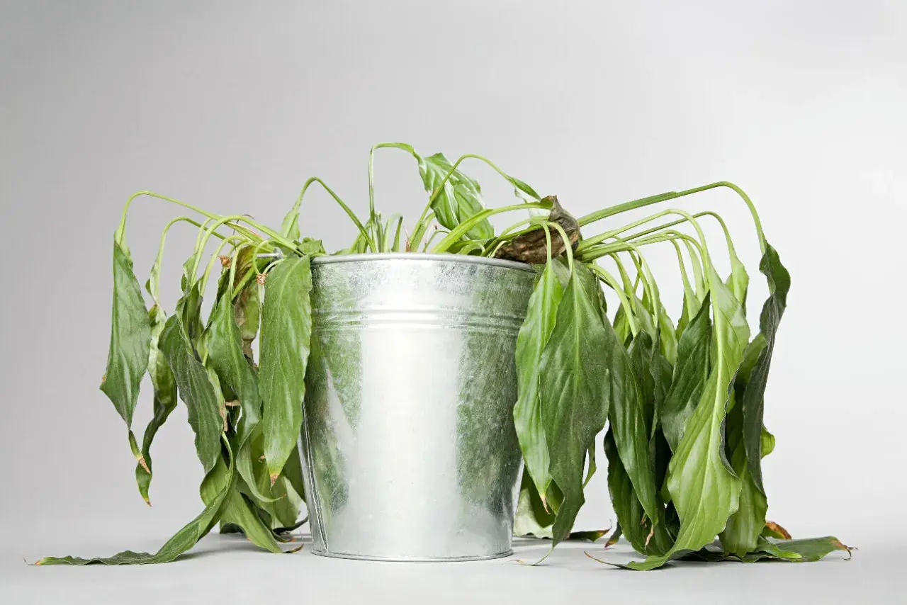 Plante d'intérieur, un lierre d'intérieur qui meurt, ses feuilles vertes sont tombantes et flétries dans un pot en métal.