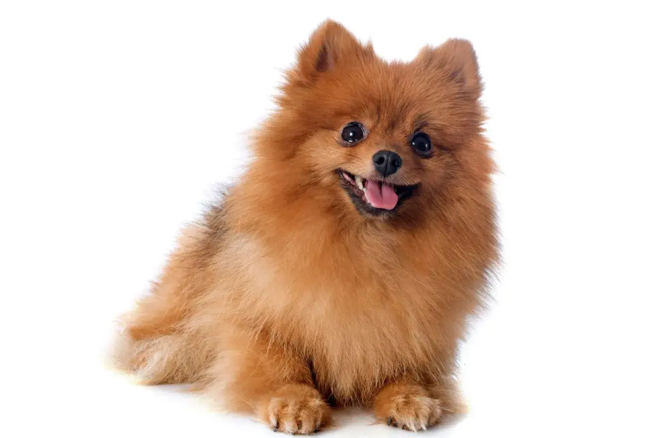Adorable perro pomsky de pelaje naranja y blanco, con ojos oscuros y expresivos, y una lengua rosada asomando.