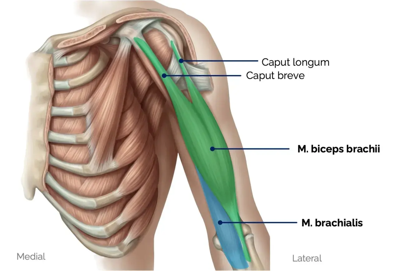 Muskelansicht des Oberarms: M. biceps brachii (grün) über dem M. brachialis (blau). Rippen und Schulterknochen sichtbar.