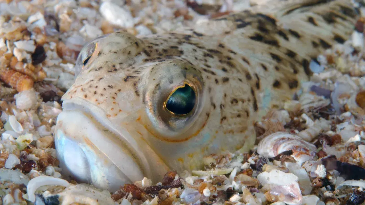 Nahaufnahme eines getarnten Fisches im Sand. Seine Augen sind wachsam, ein Hinweis auf giftige Fische, die im Riff lauern.