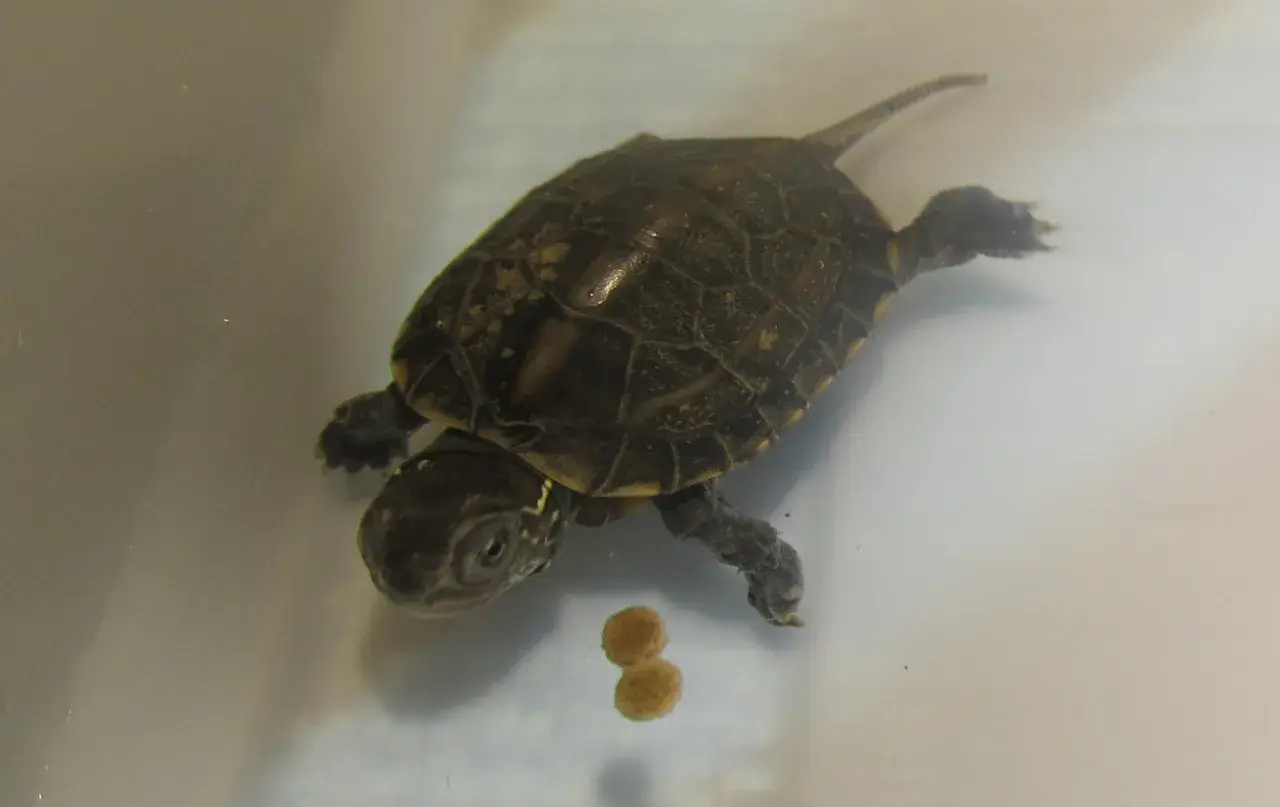 Una pequeña tortuga china de tres crestas nada en agua clara, con dos bolitas de comida flotando cerca.
