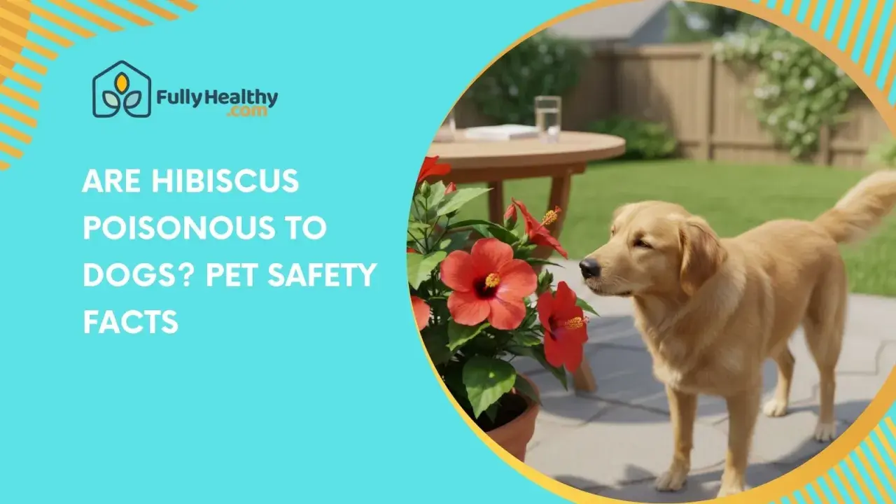 A golden retriever sniffs a potted hibiscus plant in a backyard. Text asks: "ARE HIBISCUS POISONOUS TO DOGS? PET SAFETY FACTS.