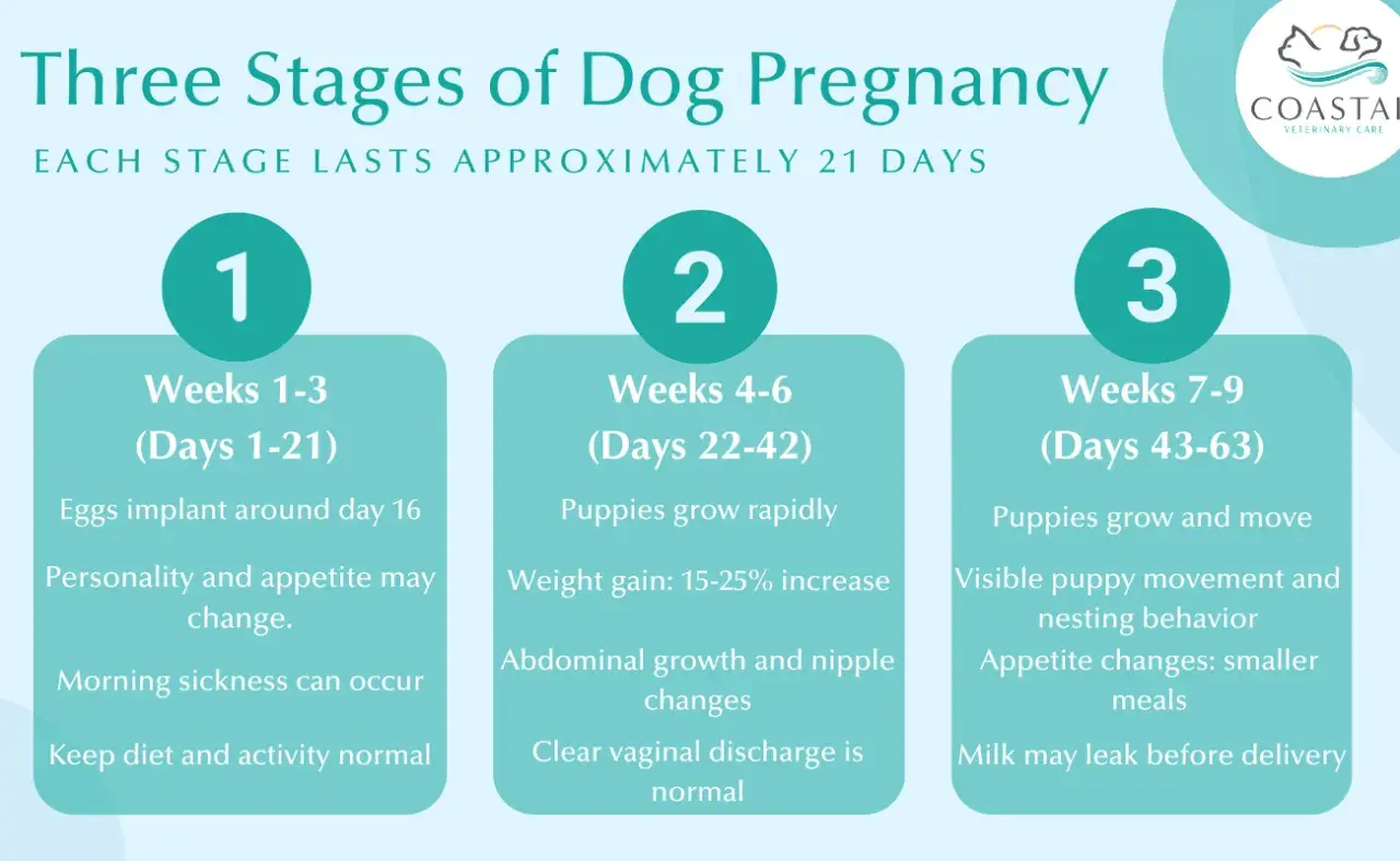 Learn how to tell if your dog is pregnant by observing changes in weeks 1-3, 4-6, and 7-9, including appetite shifts and physical signs.