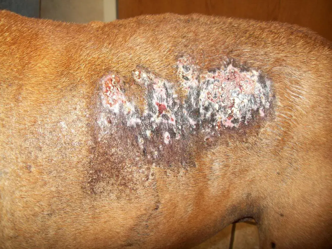 A dog's flank shows a large, crusty lesion with white and pinkish deposits, indicative of calcinosis cutis.