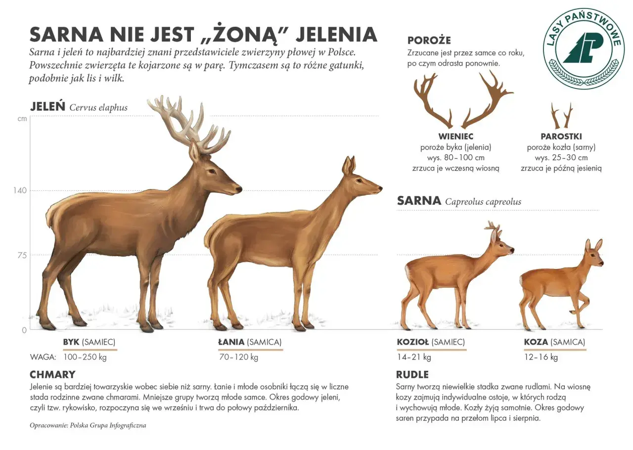 Łania, czyli samica jelenia, prezentowana obok samca. W tle widoczna jest również sarna.