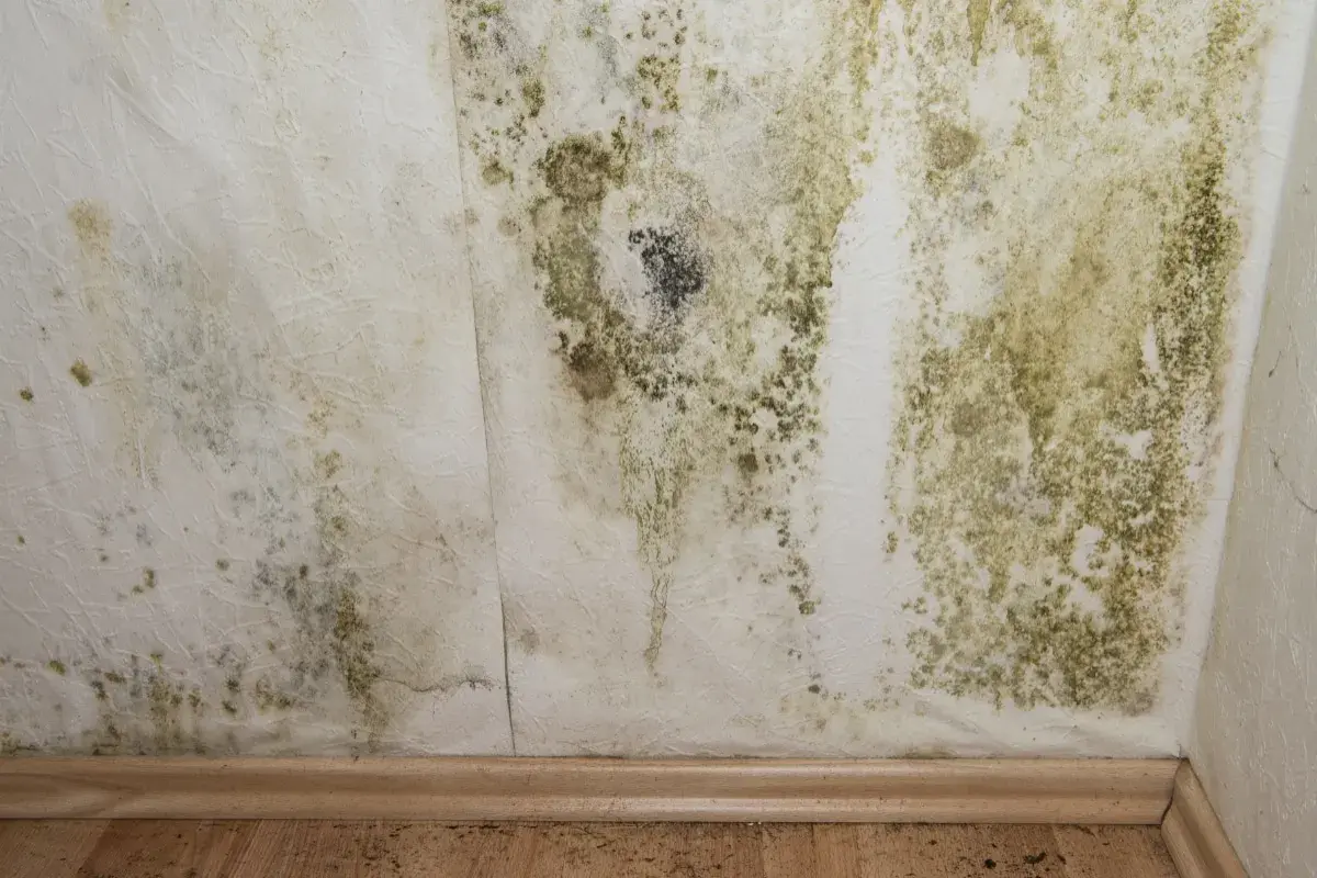Taches de moisissure verdâtres et noires sur un mur intérieur, signe de condensation.
