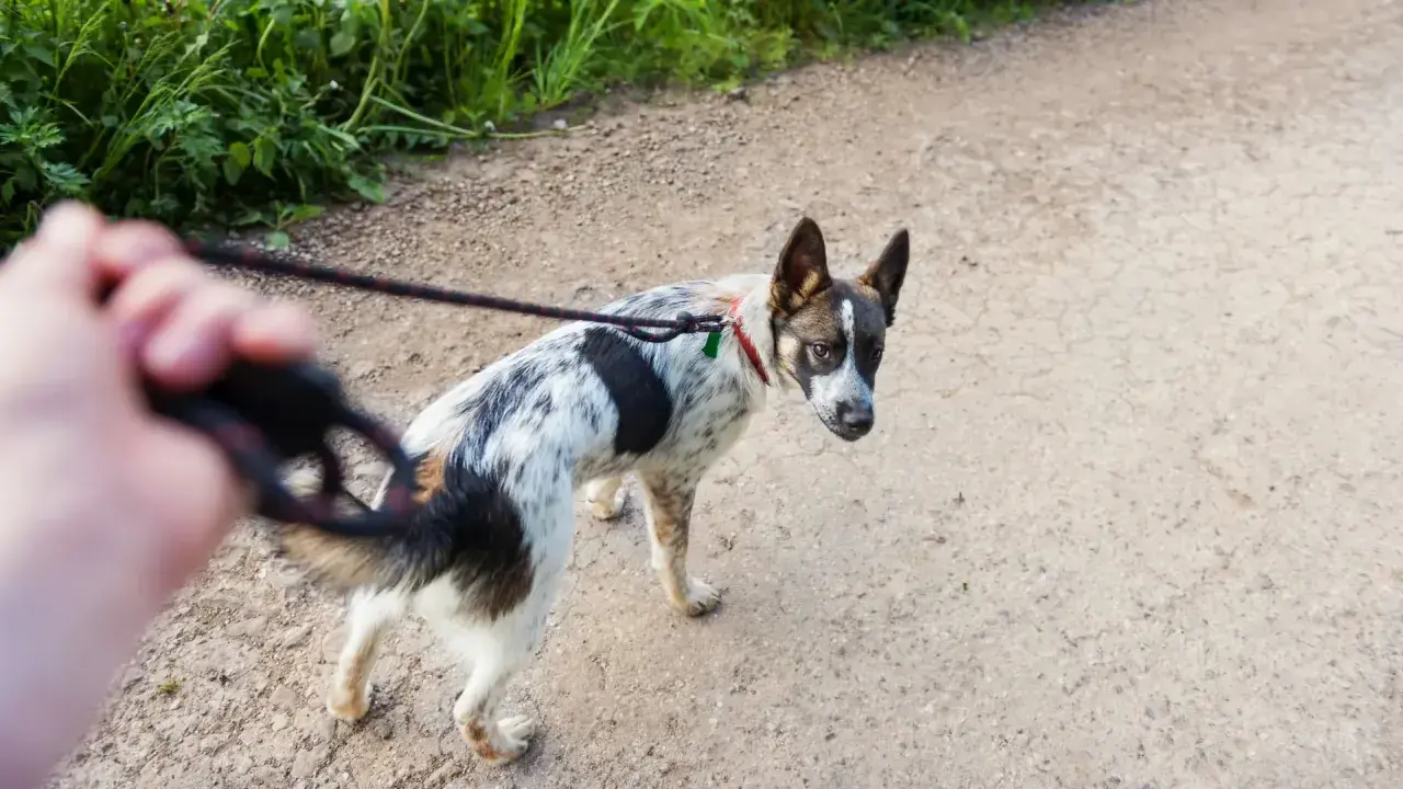 Ein Hund bellt andere Hunde an und zieht an der Leine, während er auf einem Feldweg spazieren geht.