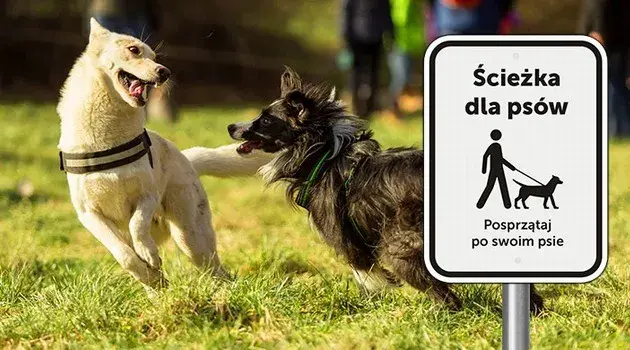 Gdzie na spacer z psem Wrocław - najlepsze miejsca, które pokochasz