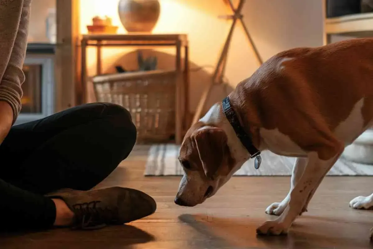 Un chien brun et blanc renifle le sol près d'une personne assise.