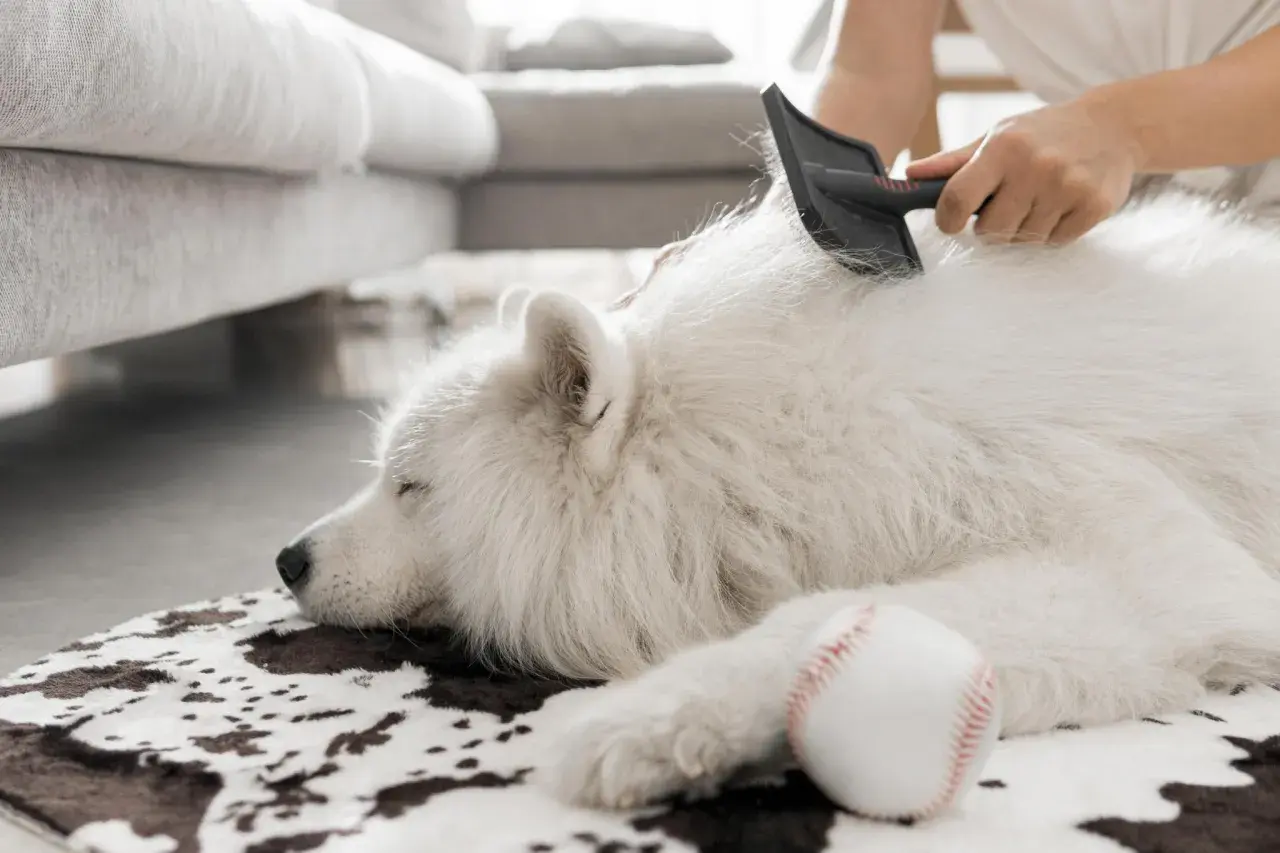 Un perro de pelo blanco duerme plácidamente mientras le cepillan el pelaje.