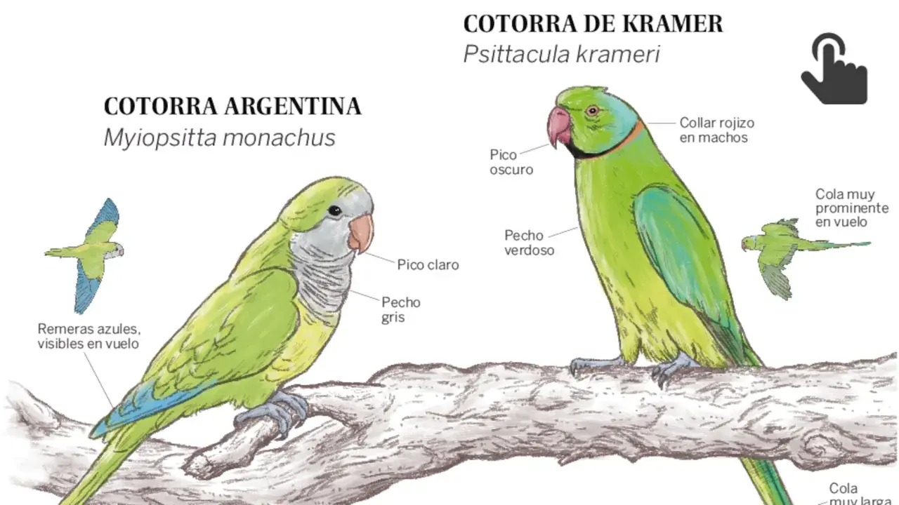 Ilustración de cotorra argentina y cotorra de Kramer. La cotorra argentina, que vive unos 20-30 años, tiene pico claro y pecho gris.