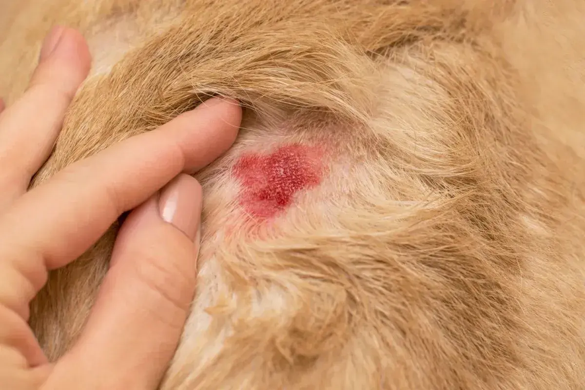 Rote, entzündete Hautstelle bei einem Hund, die auf ein Leckekzem hindeutet. Eine Hand berührt sanft das Fell.