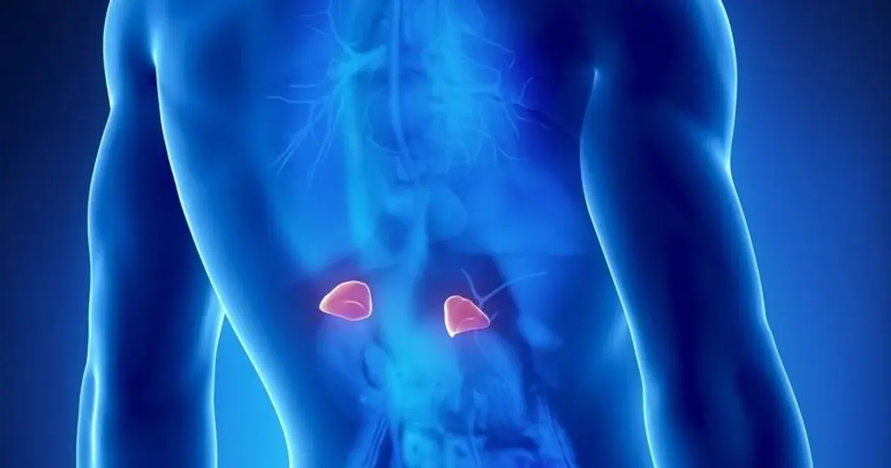 Anatomical illustration showing adrenal glands. Wczesne objawy guza nadnercza mogą być subtelne.