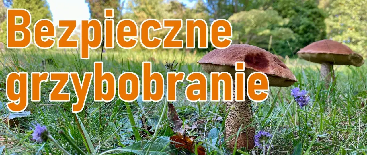 Bezpieczne grzybobranie: poradnik grzybiarza. Dwa borowiki w trawie, jeden z nich z bliska, z pomarańczowym napisem.