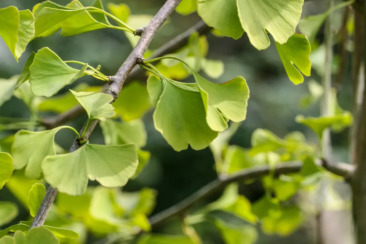 Ginkgo biloba-trädets unika, flikiga blad lyser i grönt mot en mjuk bakgrund.