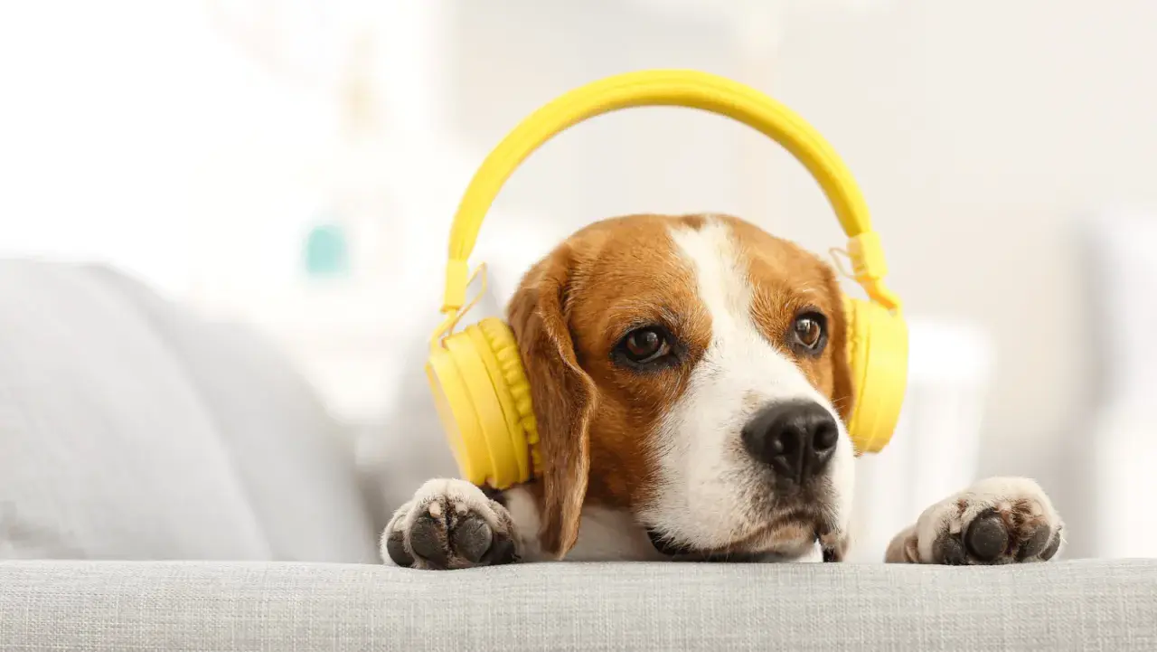 Beagle w żółtych słuchawkach słucha muzyki dla psów, leżąc na kanapie.