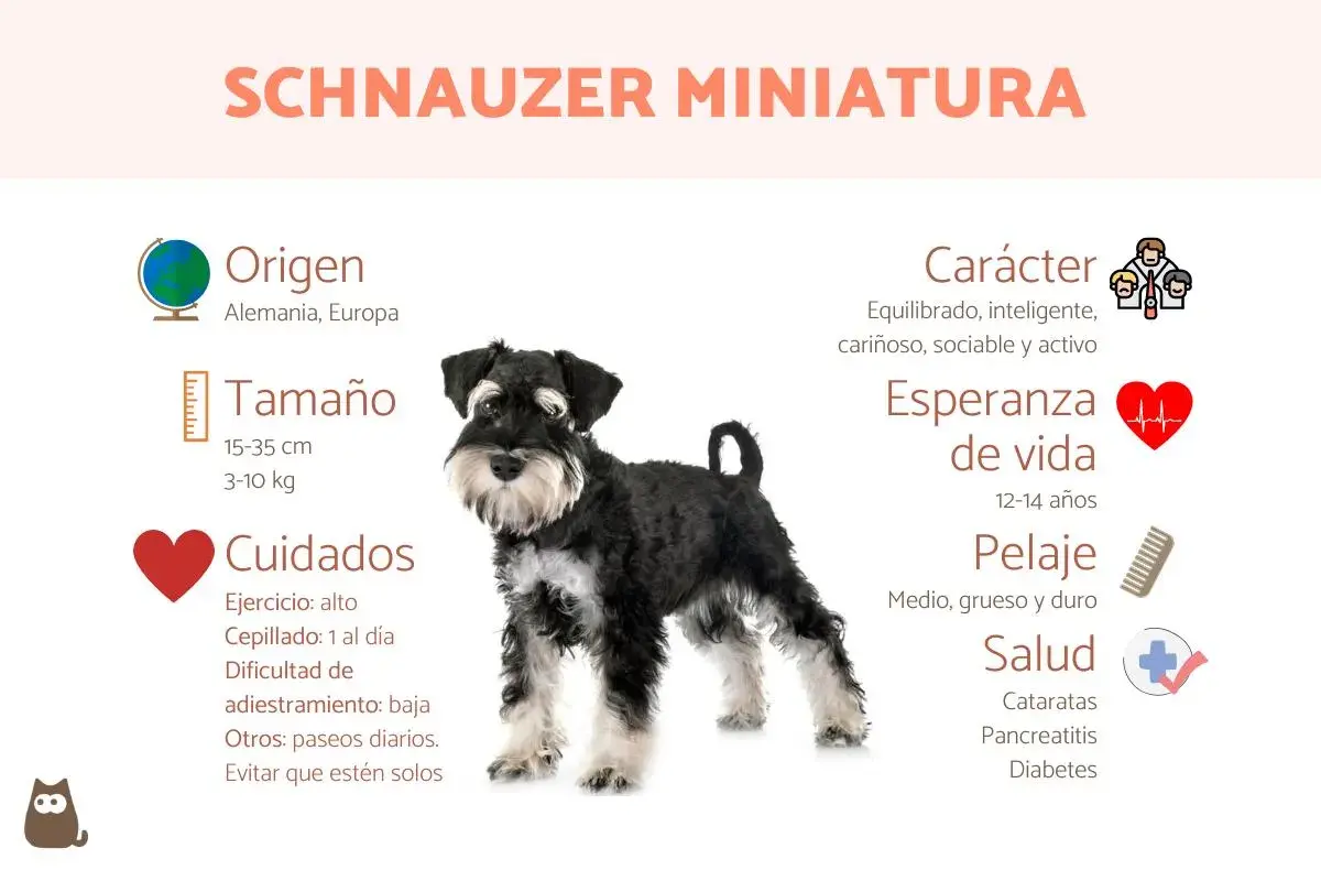 Un schnauzer mini, perro de origen alemán, con pelaje medio, grueso y duro. Es equilibrado, inteligente y cariñoso.