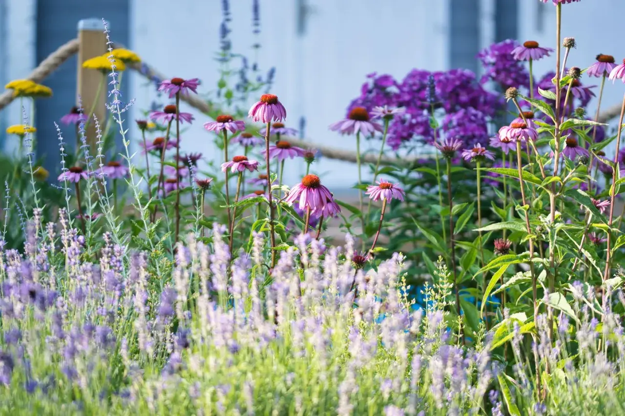 Ein blühendes Beet mit lila Sonnenhut und Lavendel, ein Traum aus sommerstauden winterhart.