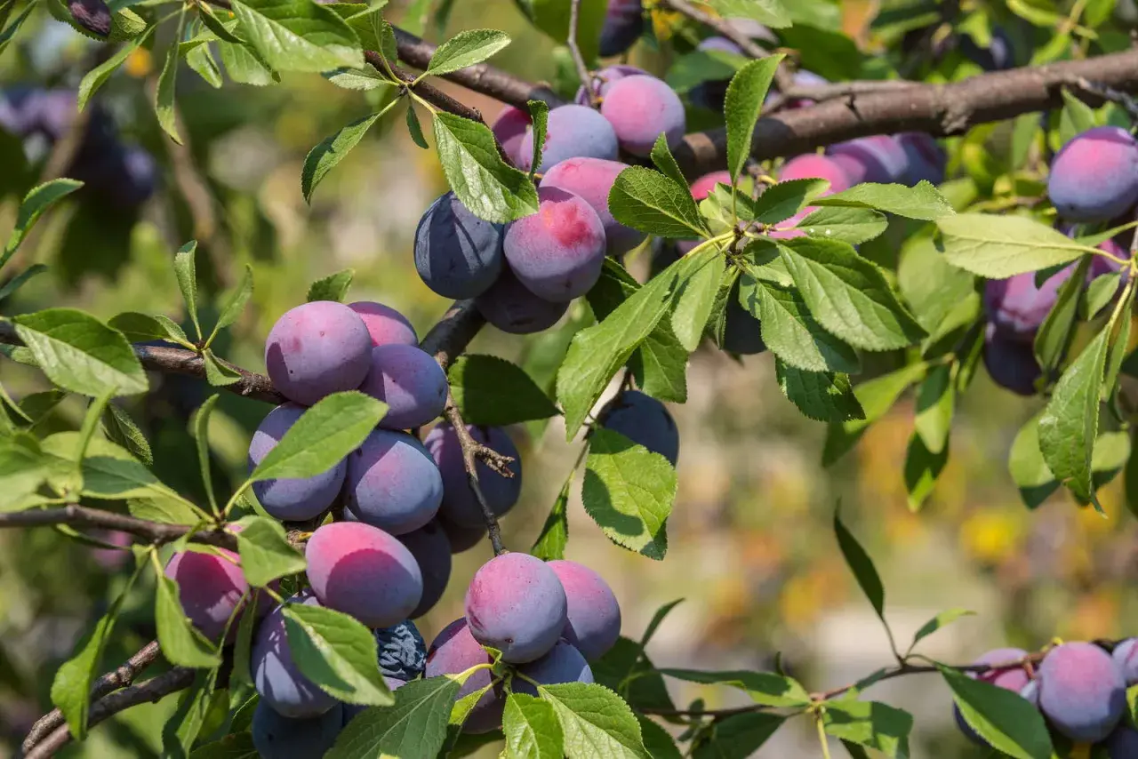 Reife Zwetschgen (Prunus domestica) hängen an einem Ast, umgeben von grünen Blättern. Die Früchte sind blau-violett mit roten Akzenten.