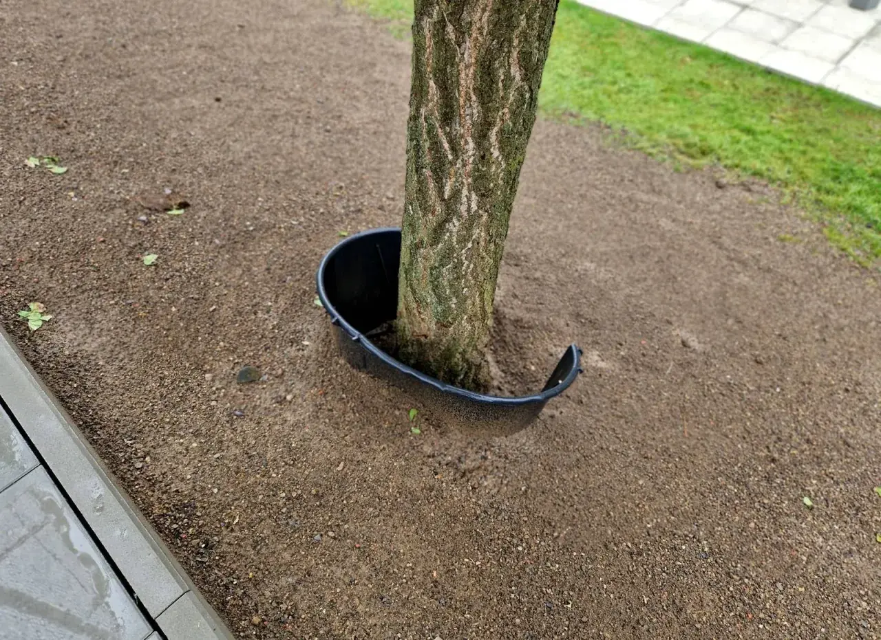 Un árbol joven con un protector de plástico negro alrededor de su base. El protector parece estar diseñado para evitar que algo dañe el tronco, pero su forma abierta podría ser una pista sobre cómo matar un árbol de raíz si se usa incorrectamente.