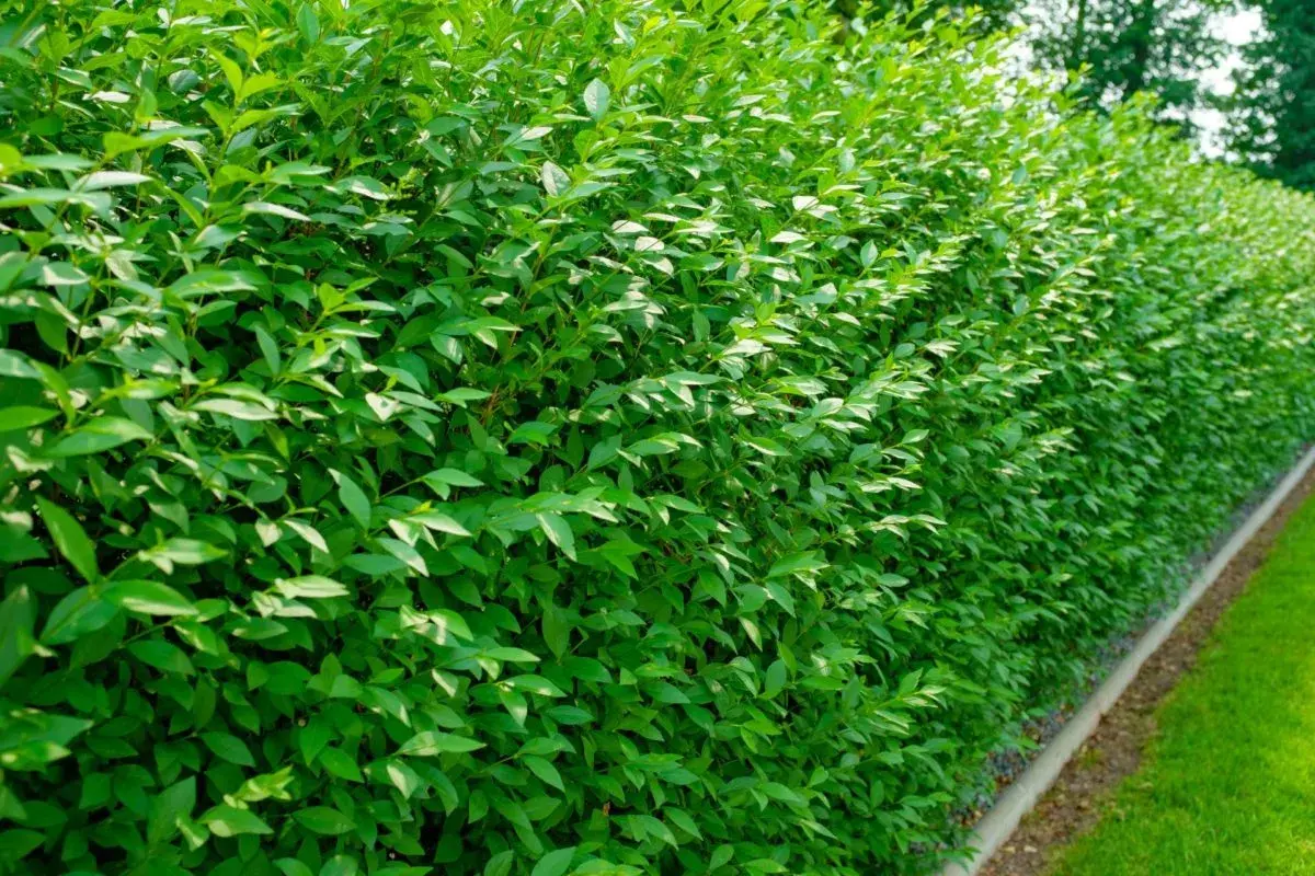 Dichte, grüne Hecke mit kleinen Blättern. Eine gute Wahl, welche Hecke ist nicht giftig und bietet Sichtschutz.