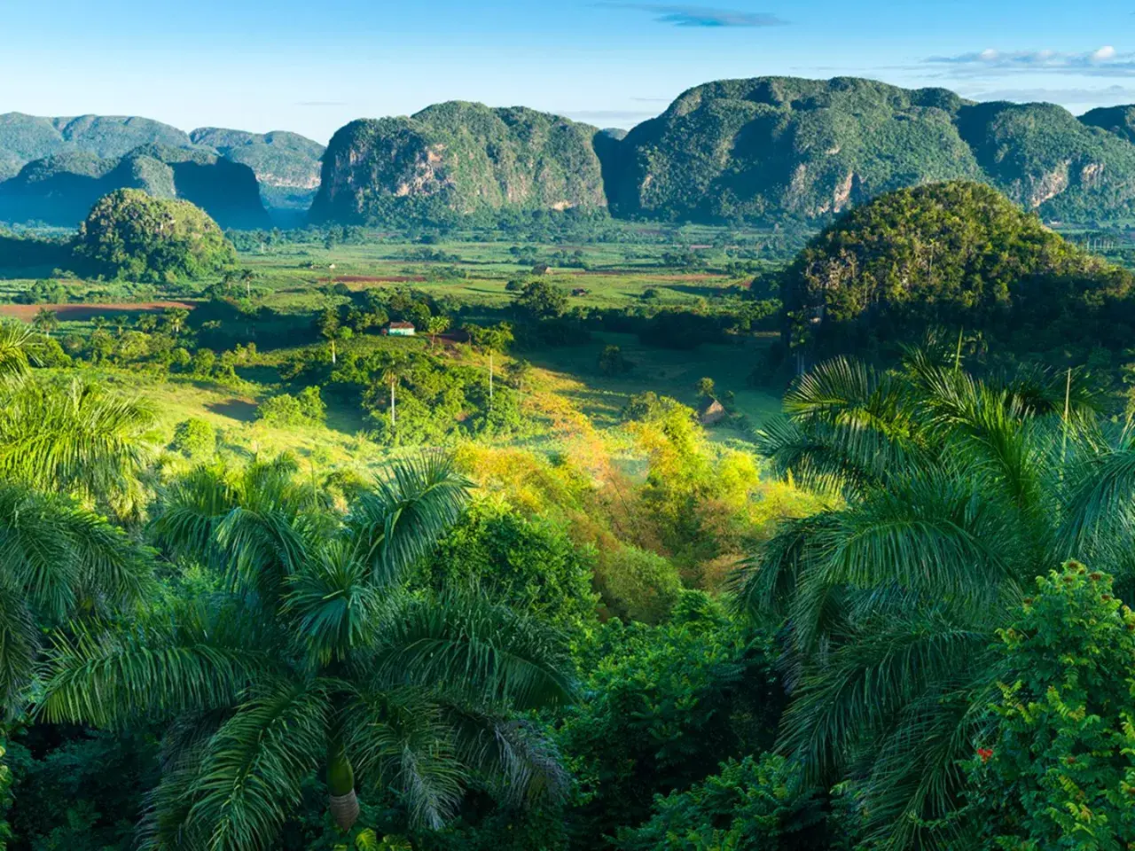 Grüne Hügel und Palmen im Tal von Viñales, Kuba. Ein kleines Haus in der Ferne.