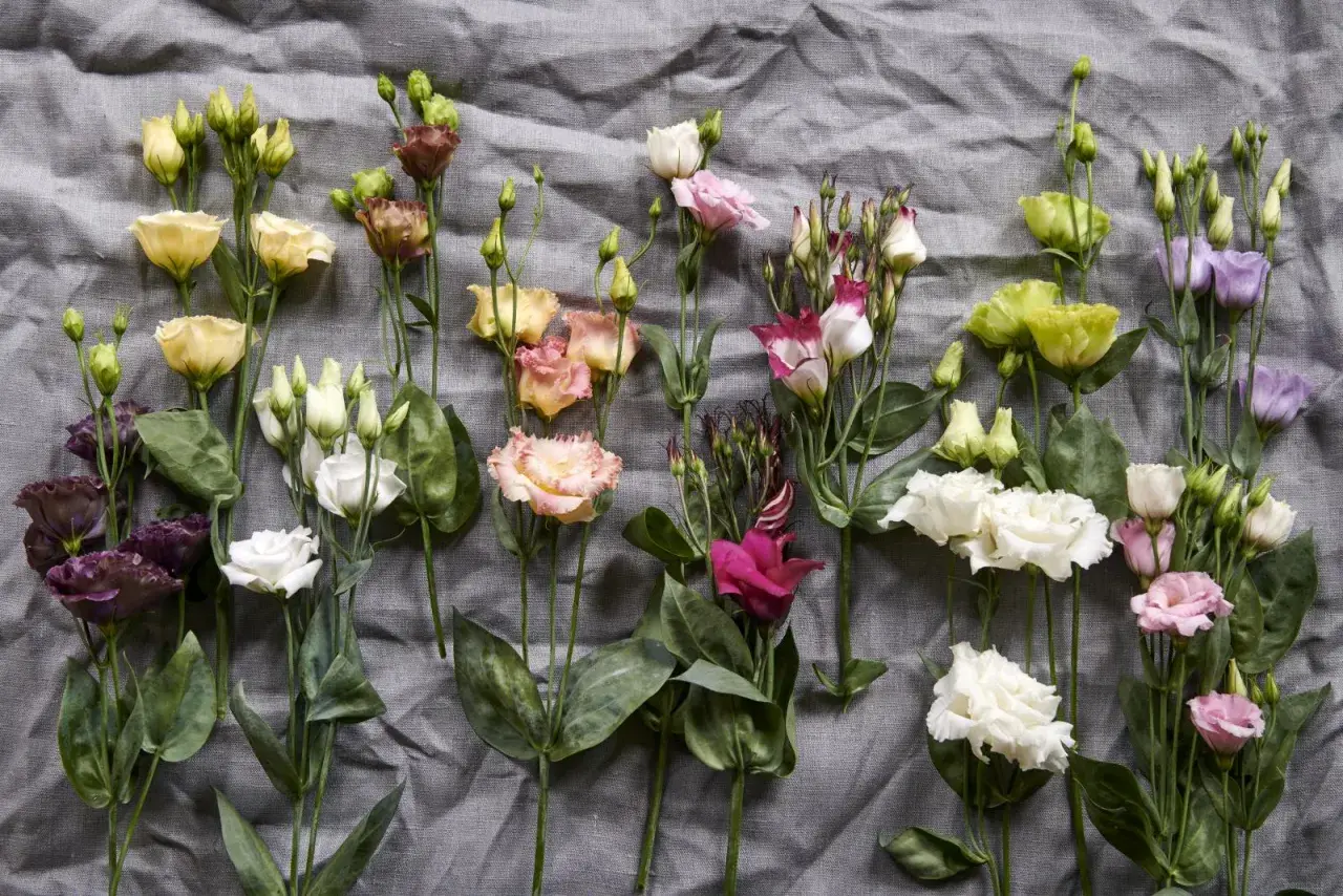 Un bouquet de lisianthus aux couleurs variées, symbolisant l'appréciation et la gratitude.