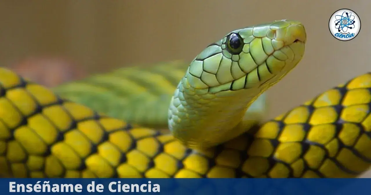 Primer plano de una serpiente verde y amarilla. Aunque las serpientes son sordas, sienten vibraciones.