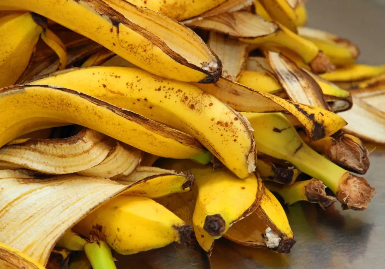 Góra żółtych skórek po bananach, gotowych na nawóz z bananów.